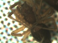 Agyneta simplicitarsis