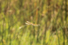 Anax ephippiger