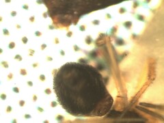Agyneta simplicitarsis