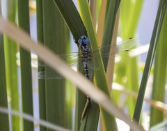 Rhionaeschna multicolor
