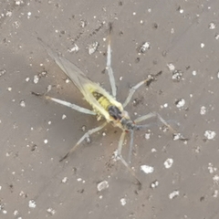 Euceraphis