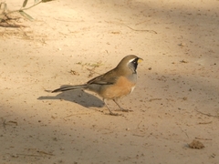 Saltatricula multicolor