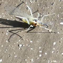 Euceraphis