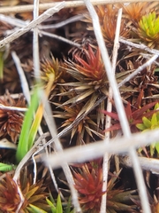 Polytrichum