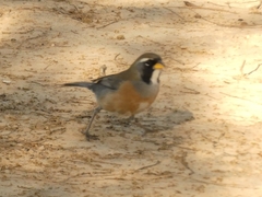 Saltatricula multicolor