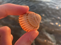 Acanthocardia tuberculata