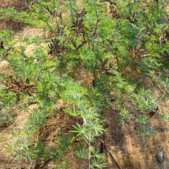 Lupinus arboreus