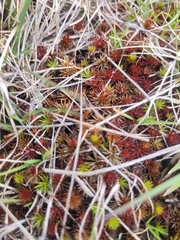 Polytrichum