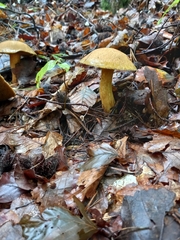 Suillus variegatus