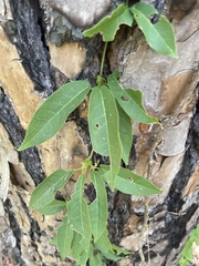 Bignonia