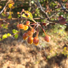 Malus fusca