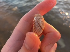 Acanthocardia tuberculata