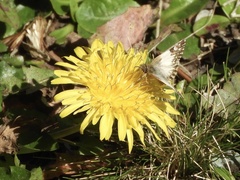 Heliopetes omrina