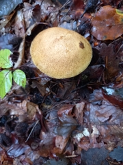 Suillus variegatus