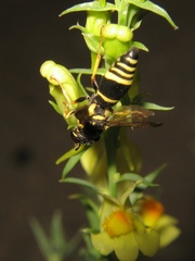 Allodynerus delphinalis