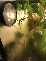 Insecta