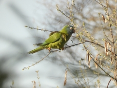 Thectocercus acuticaudatus