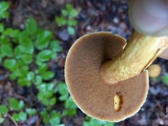 Suillus variegatus