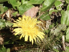 Heliopetes omrina