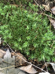 Atrichum undulatum