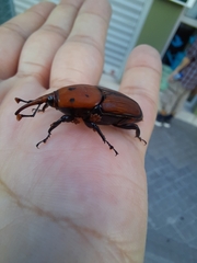 Rhynchophorus ferrugineus