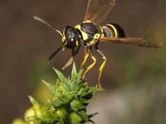 Allodynerus delphinalis