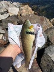 Halichoeres semicinctus