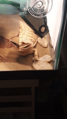 Pogona