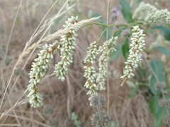 Persicaria lapathifolia