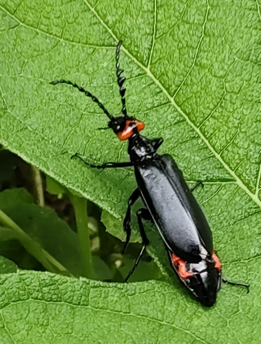 Lytta eucera