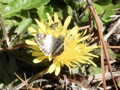 Heliopetes omrina
