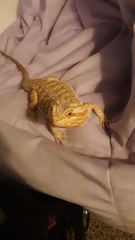 Pogona
