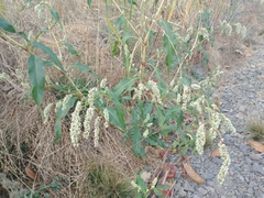 Persicaria lapathifolia