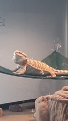 Pogona