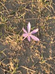 Colchicum laetum