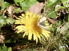 Heliopetes omrina