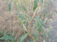 Persicaria lapathifolia