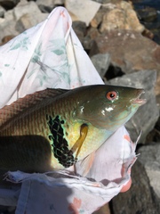 Halichoeres semicinctus