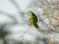 Thectocercus acuticaudatus