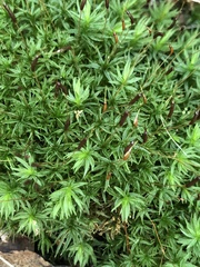 Atrichum undulatum