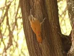 Lepidocolaptes angustirostris