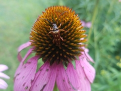 Typocerus velutinus