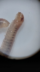 Blaniulus guttulatus