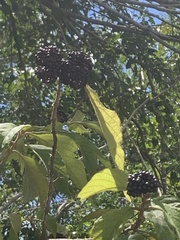 Callicarpa