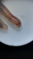 Blaniulus guttulatus