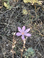 Colchicum laetum