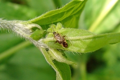 Plagiognathus obscurus