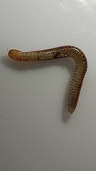 Blaniulus guttulatus