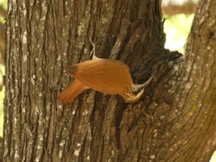 Lepidocolaptes angustirostris