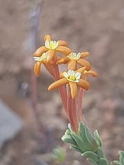 Lasiosiphon deserticola